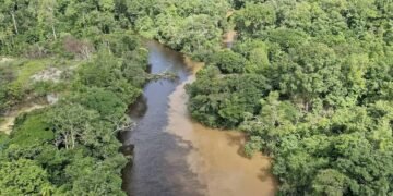 ONU reconhece impacto do tráfico na natureza do Brasil – 14/03/2025 – Ambiente