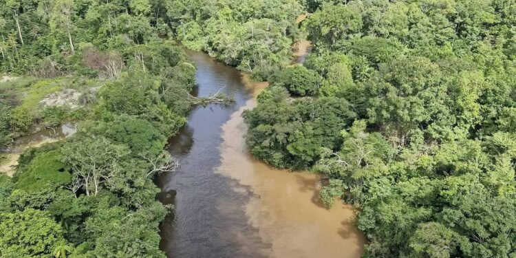 ONU reconhece impacto do tráfico na natureza do Brasil – 14/03/2025 – Ambiente