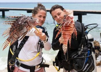 Caribe: mergulhadoras caçam peixe-leão para salvar recifes – 14/03/2025 – Ambiente