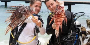 Caribe: mergulhadoras caçam peixe-leão para salvar recifes – 14/03/2025 – Ambiente