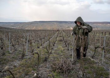 Tarifas de Trump preocupam produtores de champanhe – 16/03/2025 – Mercado