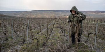 Tarifas de Trump preocupam produtores de champanhe – 16/03/2025 – Mercado