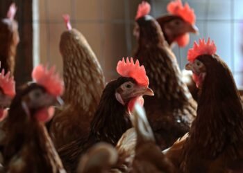 EUA têm 1º surto da mortal gripe aviária H7N9 desde 2017 – 17/03/2025 – Mercado