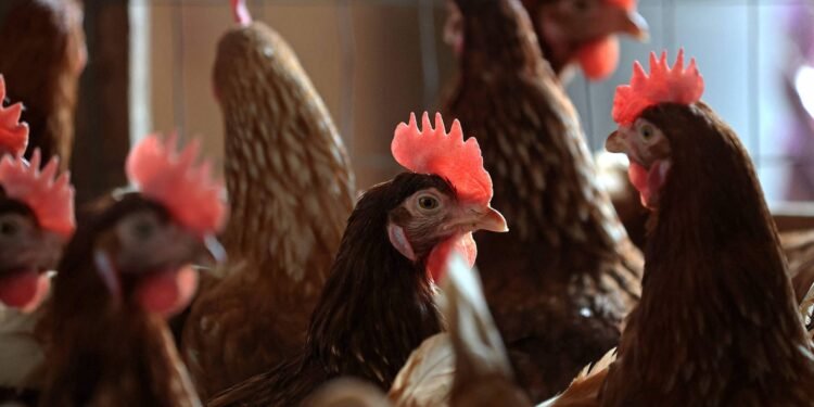 EUA têm 1º surto da mortal gripe aviária H7N9 desde 2017 – 17/03/2025 – Mercado