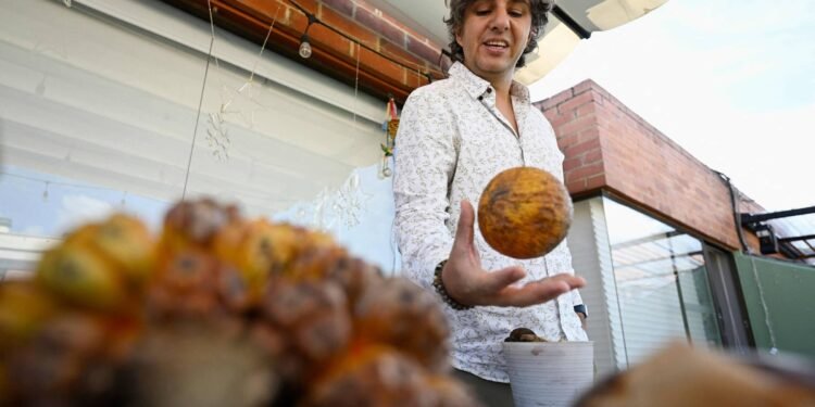 ‘Senhor das frutas’ conserva a riqueza natural da Colômbia – 18/03/2025 – Mercado