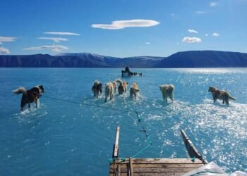 Foto de huskies sobre água revela degelo da Groenlândia – 18/03/2025 – Ambiente