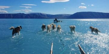 Foto de huskies sobre água revela degelo da Groenlândia – 18/03/2025 – Ambiente