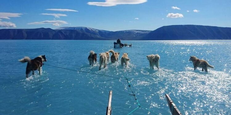 Foto de huskies sobre água revela degelo da Groenlândia – 18/03/2025 – Ambiente