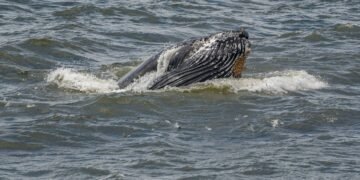 Baleias cantam menos quando falta alimento, aponta estudo – 19/03/2025 – Ambiente