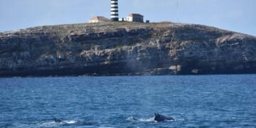 Áreas marinhas protegidas estão poluídas por microplástico – 20/03/2025 – Ambiente