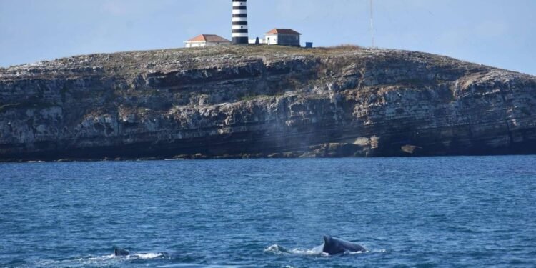 Áreas marinhas protegidas estão poluídas por microplástico – 20/03/2025 – Ambiente