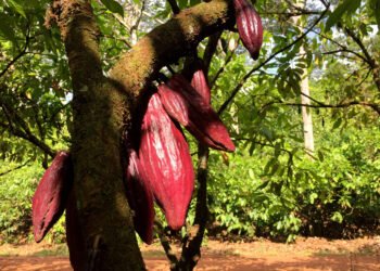 Cacau: Fundo busca R$ 1 bi até 2030 para empréstimos – 20/03/2025 – Mercado