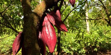 Cacau: Fundo busca R$ 1 bi até 2030 para empréstimos – 20/03/2025 – Mercado