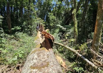 Embrapa faz clones de araucária de 700 anos que caiu no PR – 21/03/2025 – Ciência