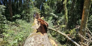 Embrapa faz clones de araucária de 700 anos que caiu no PR – 21/03/2025 – Ciência