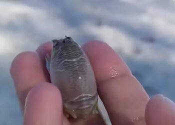 Sumiço de tatuís nas praias preocupa cientistas; entenda – 24/03/2025 – Ambiente