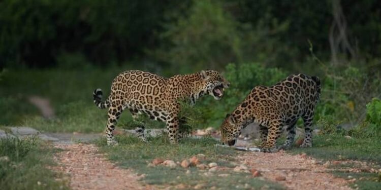 Parasita que pode infectar humanos é detectado em onças – 30/03/2025 – Ambiente