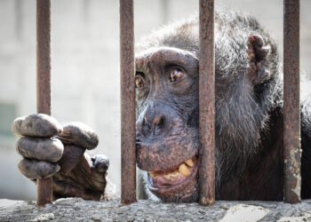 Chimpanzé resgatado na Colômbia ganha 5.000 m² em Sorocaba – 25/03/2025 – Ambiente