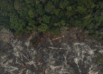 Adaptação de florestas é mais lenta que a crise climática – 26/03/2025 – Ambiente