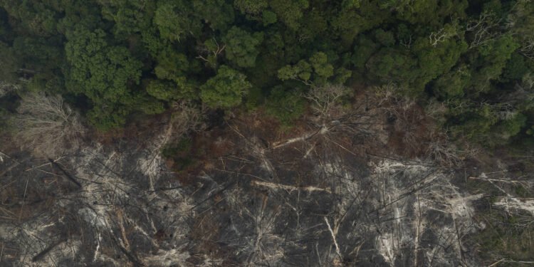 Adaptação de florestas é mais lenta que a crise climática – 26/03/2025 – Ambiente