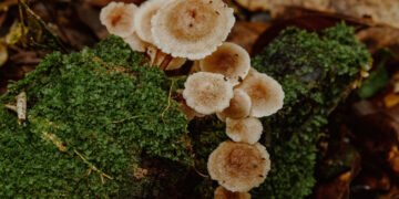 Festival dos Cogumelos celebra cultura em Gonçalves (MG) – 26/03/2025 – Turismo