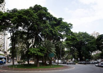 Conheça árvores que resistem a poluição e calor em SP – 28/03/2025 – Ambiente