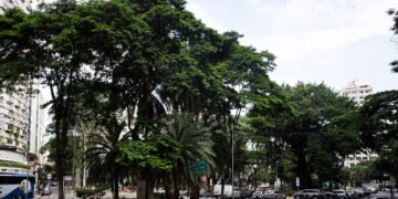 Conheça árvores que resistem a poluição e calor em SP – 28/03/2025 – Ambiente