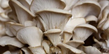 Centenas de espécies de fungos podem desaparecer – 27/03/2025 – Ambiente