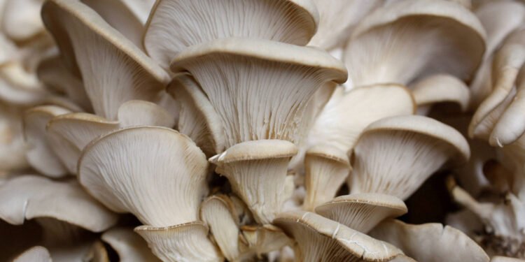 Centenas de espécies de fungos podem desaparecer – 27/03/2025 – Ambiente