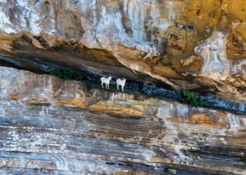 Operação retira cabras de Abrolhos, no sul da Bahia – 27/03/2025 – Ambiente