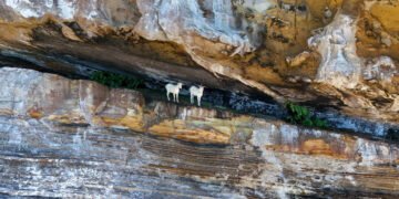 Operação retira cabras de Abrolhos, no sul da Bahia – 27/03/2025 – Ambiente