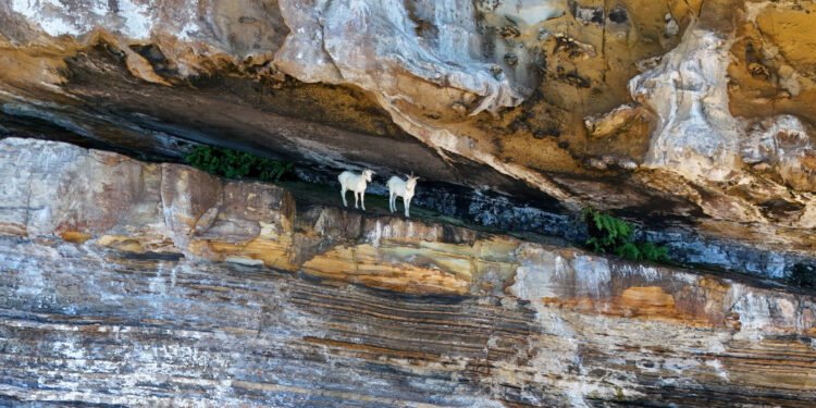 Operação retira cabras de Abrolhos, no sul da Bahia – 27/03/2025 – Ambiente