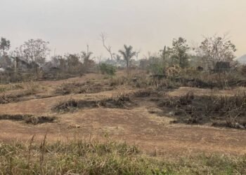 1ª concessão de floresta desmatada recebe só uma oferta – 28/03/2025 – Mercado