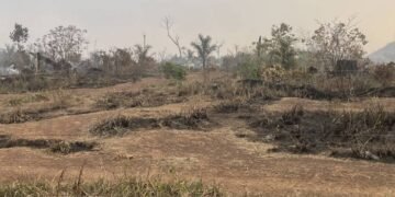 1ª concessão de floresta desmatada recebe só uma oferta – 28/03/2025 – Mercado