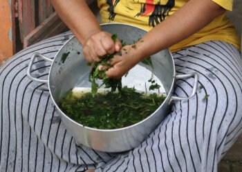 Rio revoga curas afroindígenas como complementares ao SUS – 29/03/2025 – Equilíbrio e Saúde