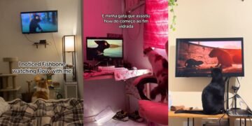 'Flow', o encantador de pets: vídeos com gatos assistindo ao vencedor do Oscar de animação viralizam nas redes