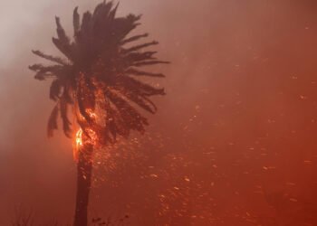 Los Angeles: Incêndios podem ser fim das palmeiras – 01/04/2025 – Ambiente