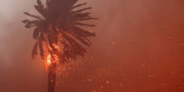 Los Angeles: Incêndios podem ser fim das palmeiras – 01/04/2025 – Ambiente