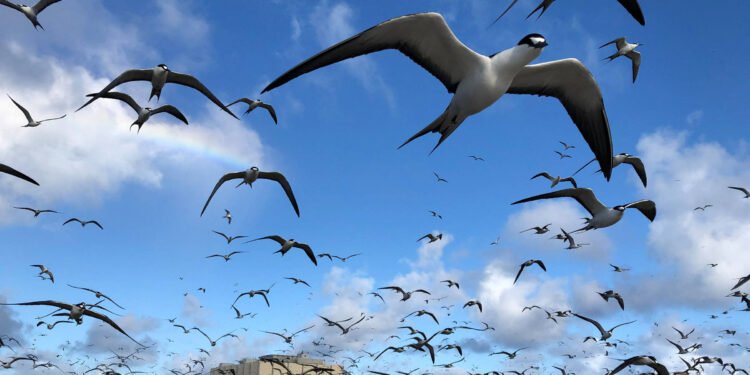 Projeto da SpaceX ameaça aves marinhas do Pacífico – 02/04/2025 – Ambiente