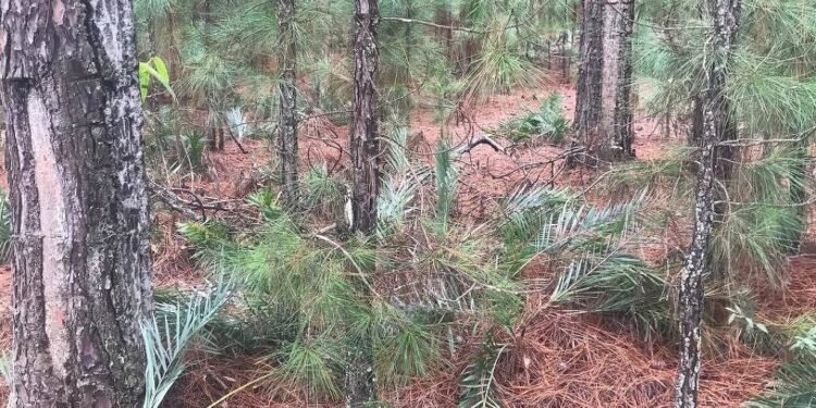 Estudo mostra impacto oculto da ação humana na natureza – 02/04/2025 – Ambiente