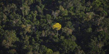 EUA e Europa compram madeira com sinais de ilegalidade – 03/04/2025 – Ambiente
