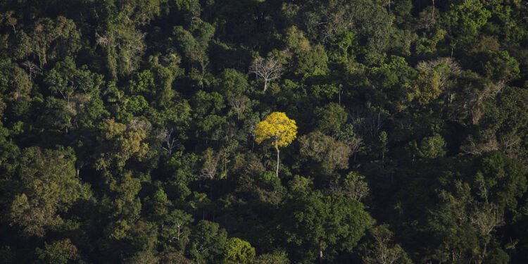 EUA e Europa compram madeira com sinais de ilegalidade – 03/04/2025 – Ambiente